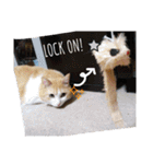 たまこ＊ねこ.（個別スタンプ：17）