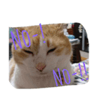 たまこ＊ねこ.（個別スタンプ：19）
