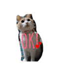 たまこ＊ねこ.（個別スタンプ：20）