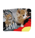 たまこ＊ねこ.（個別スタンプ：24）