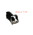 ayaka＆moeka dog（個別スタンプ：4）