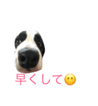 ayaka＆moeka dog（個別スタンプ：5）