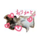 メロとアナンとお友達（個別スタンプ：1）