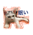 メロとアナンとお友達（個別スタンプ：9）