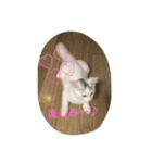 メロとアナンとお友達（個別スタンプ：13）