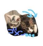 メロとアナンとお友達（個別スタンプ：14）
