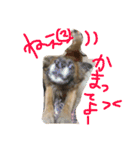メロとアナンとお友達（個別スタンプ：16）