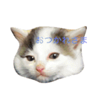 うちのいぬとねこ（個別スタンプ：4）