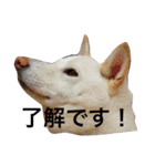 うちのいぬとねこ（個別スタンプ：5）