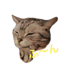 うちのいぬとねこ（個別スタンプ：6）