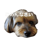うちのいぬとねこ（個別スタンプ：7）