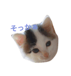 うちのいぬとねこ（個別スタンプ：12）