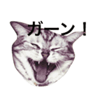 うちのいぬとねこ（個別スタンプ：19）