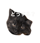 うちのいぬとねこ（個別スタンプ：20）