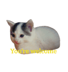 うちのいぬとねこ（個別スタンプ：21）
