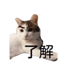 オペラとモカ（個別スタンプ：1）