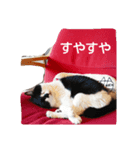 オペラとモカ（個別スタンプ：5）