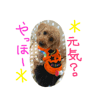 ハロウィン  トイプー  ミニー＆マリン（個別スタンプ：7）