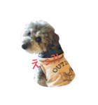 toypoodle toto  smile（個別スタンプ：1）