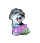 toypoodle toto  smile（個別スタンプ：2）