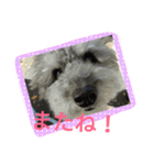 toypoodle toto  smile（個別スタンプ：4）