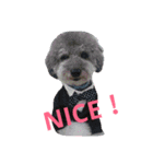 toypoodle toto  smile（個別スタンプ：5）