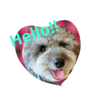 toypoodle toto  smile（個別スタンプ：7）