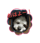 toypoodle toto  smile（個別スタンプ：8）