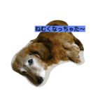 qoo2（個別スタンプ：5）