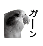 インコのきもち（個別スタンプ：1）
