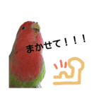 インコのきもち（個別スタンプ：3）