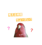 インコのきもち（個別スタンプ：4）