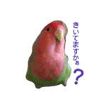 インコのきもち（個別スタンプ：5）