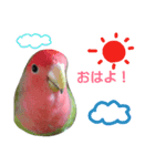 インコのきもち（個別スタンプ：6）