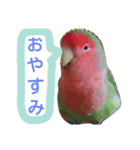 インコのきもち（個別スタンプ：7）
