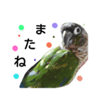インコのきもち（個別スタンプ：8）