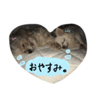 とってもとっても可愛いペット（個別スタンプ：1）