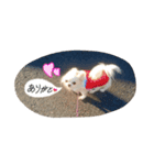 とってもとっても可愛いペット（個別スタンプ：2）