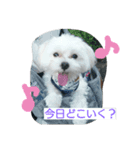 moastalk（個別スタンプ：4）