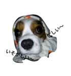 犬～（個別スタンプ：8）