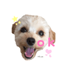 chumたんぷ（個別スタンプ：1）