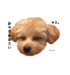chumたんぷ（個別スタンプ：3）