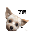 chumたんぷ（個別スタンプ：4）