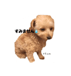 chumたんぷ（個別スタンプ：6）