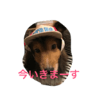 UMEchan.ni（個別スタンプ：1）