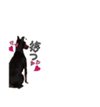 ミニピン☆こてつの日常（個別スタンプ：5）