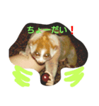 suro-rorisu 2（個別スタンプ：5）