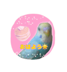 インコくぅちゃん（個別スタンプ：1）