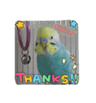 インコくぅちゃん（個別スタンプ：2）