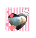 インコくぅちゃん（個別スタンプ：4）